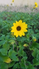 Helianthus debilis image