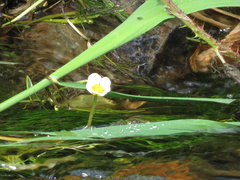 Ranunculus fluitans