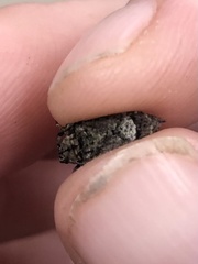 Leptostylus transversus