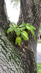 Heptapleurum actinophyllum