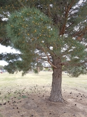 Pinus brutia eldarica