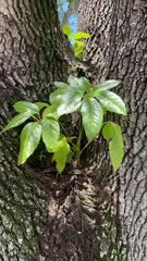 Heptapleurum actinophyllum