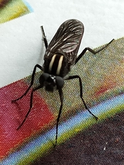 Thereva albovittata