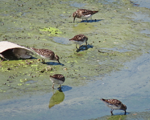 photo of Least Sandpiper (Calidris minutilla)