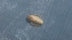 Stroggylocephalus agrestis