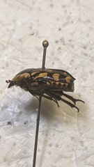 Stalagmosoma cynanki