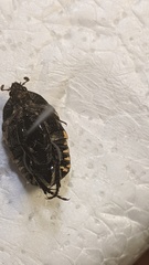 Stalagmosoma cynanki