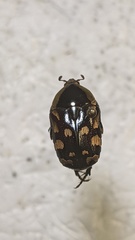 Stalagmosoma cynanki