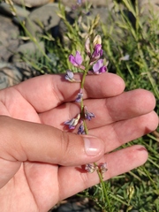 Oxytropis teres
