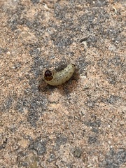 Eichlinia cucurbitae