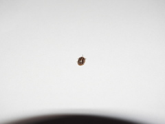 Agroiconota bivittata