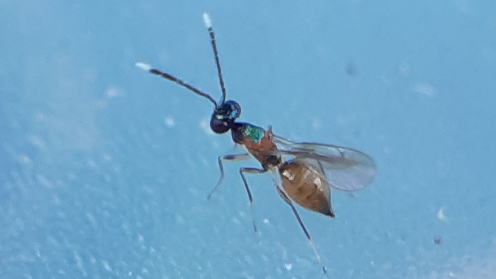 Hemiptarsenus