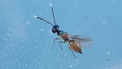 Hemiptarsenus
