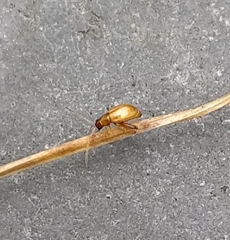 Longitarsus pellucidus