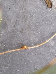 Longitarsus pellucidus