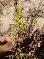 Stemodia maritima