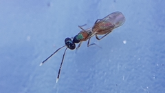 Hemiptarsenus