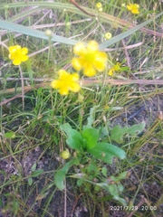 Ranunculus reptans