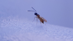 Hemiptarsenus