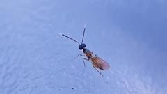 Hemiptarsenus