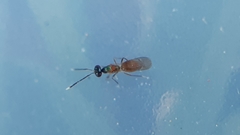 Hemiptarsenus