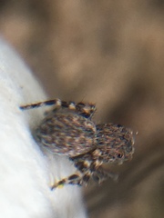 Talavera minuta