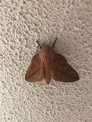 Syssphinx bisecta