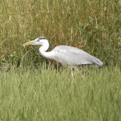 Ardea cinerea