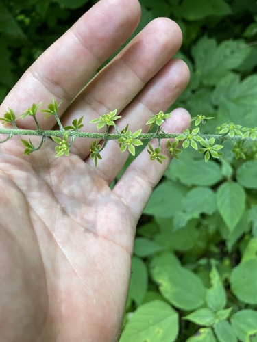 Melanthium parviflorum (Melanthium parviflorum)