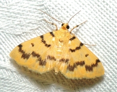 Dichocrocis clytusalis
