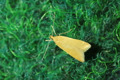 Helcystogramma rufescens