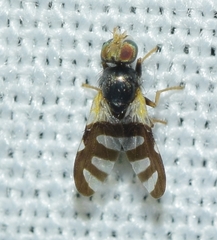 Sphaeniscus filiolus