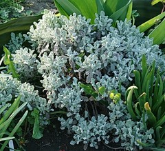 Tanacetum haradjanii