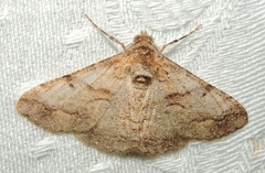 Gastrinodes bitaeniaria