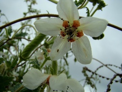 Caiophora cernua