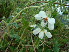 Caiophora cernua