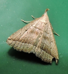 Lysimelia lenis