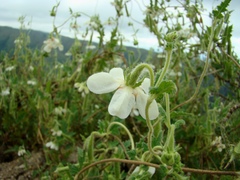 Caiophora cernua