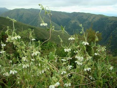 Caiophora cernua
