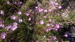 Dianthus saxicola