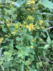 Hypericum tetrapterum
