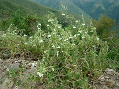 Caiophora cernua