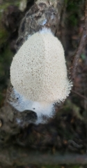 Fuligo septica candida
