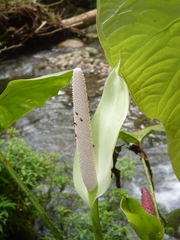 Anthurium obtusilobum