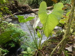 Anthurium obtusilobum