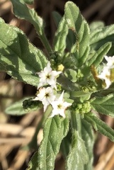 Heliotropium ciliatum