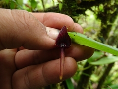 Pleurothallis ruberrima