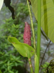 Anthurium obtusilobum