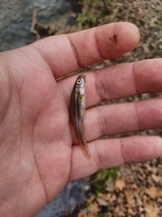 Chrosomus erythrogaster