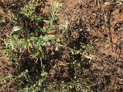 Heliotropium ciliatum